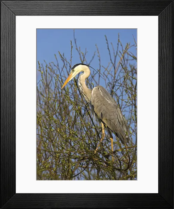 Framed Print : DDE-90034701 Framed Print : DDE-90034701