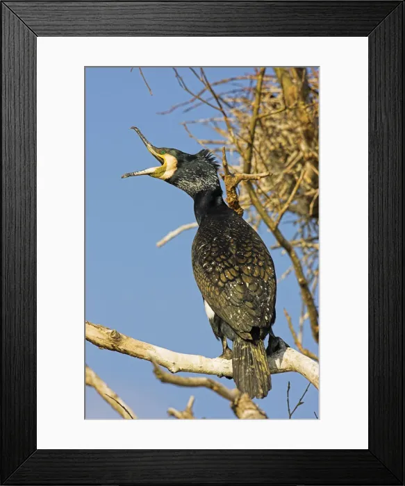 Framed Print : DDE-90034702 Framed Print : DDE-90034702