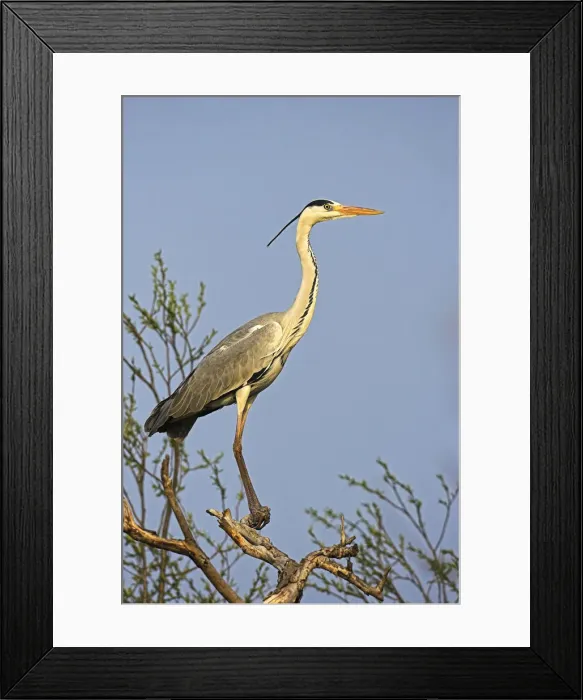 Framed Print : DDE-90034703 Framed Print : DDE-90034703