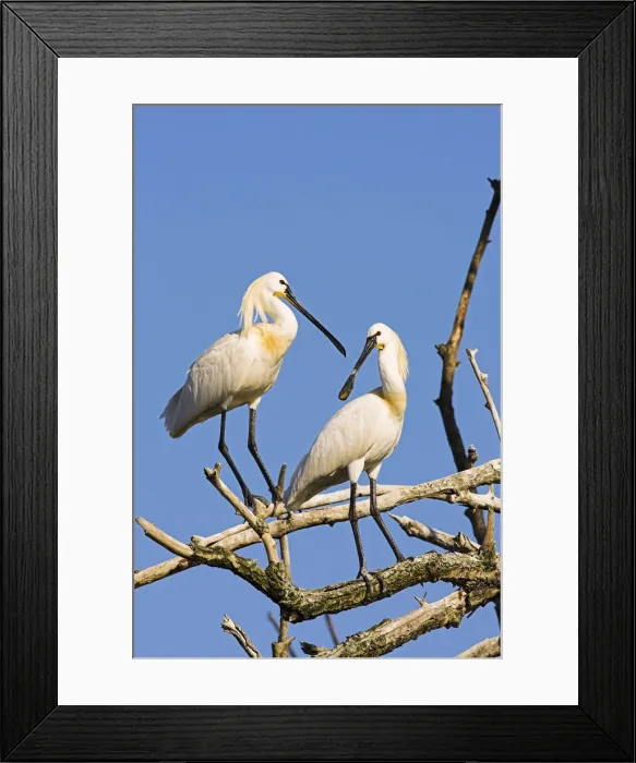 Framed Print : DDE-90034700 Framed Print : DDE-90034700