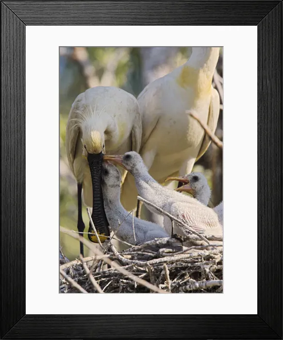 Framed Print : DDE-90034704 Framed Print : DDE-90034704