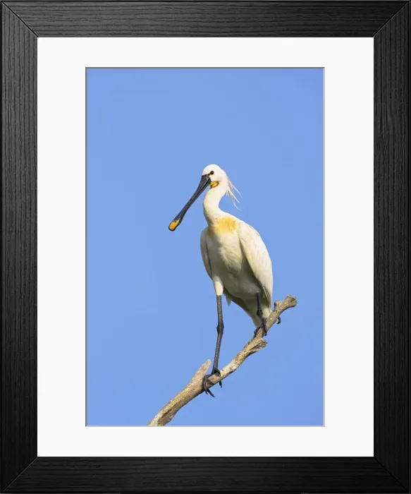 Framed Print : DDE-90034706 Framed Print : DDE-90034706
