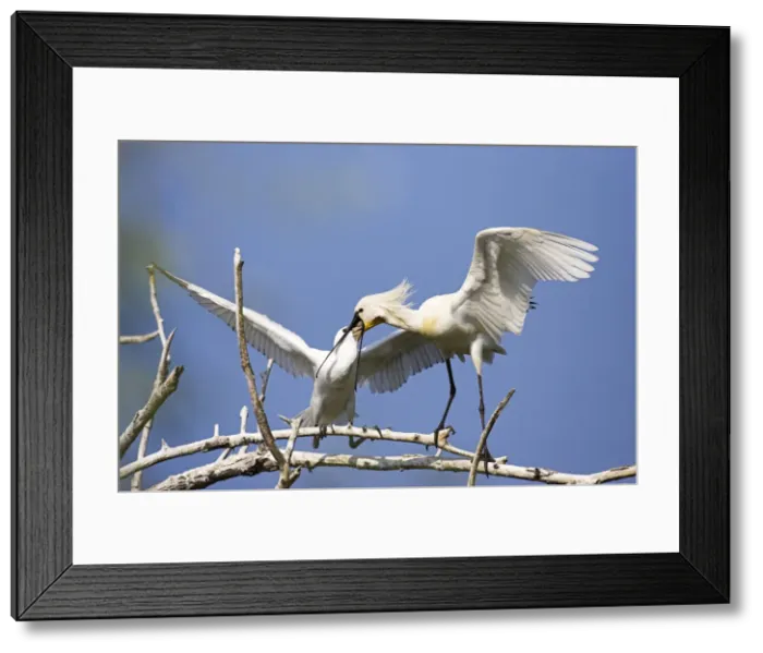 Framed Print : DDE-90034707 Framed Print : DDE-90034707
