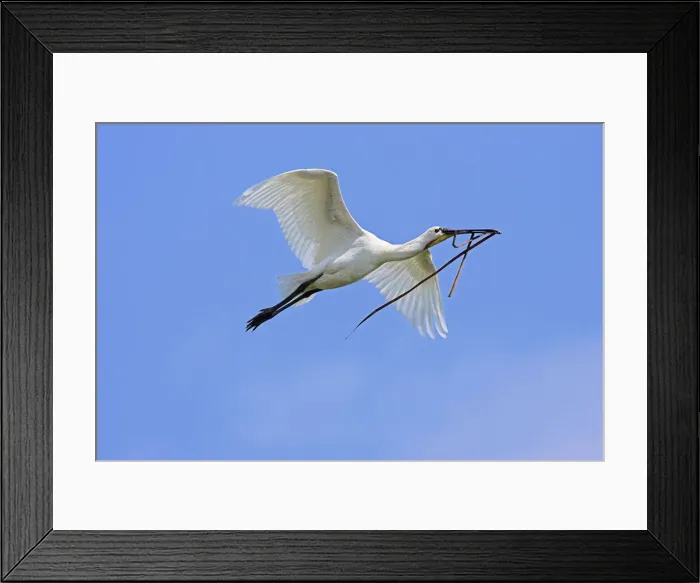 Framed Print : DDE-90034705 Framed Print : DDE-90034705