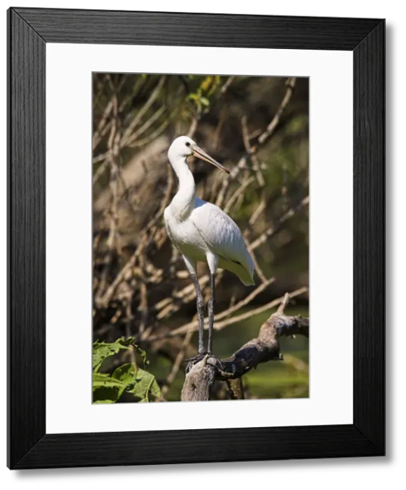 Framed Print : DDE-90034708 Framed Print : DDE-90034708