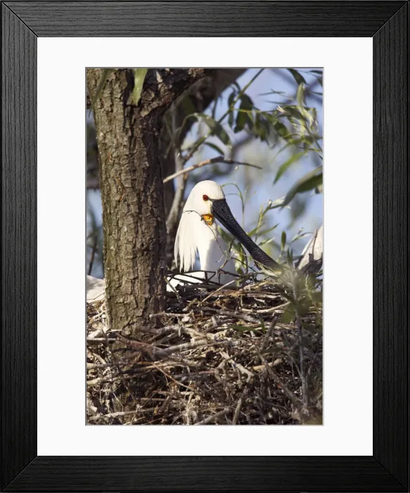 Framed Print : DDE-90034709