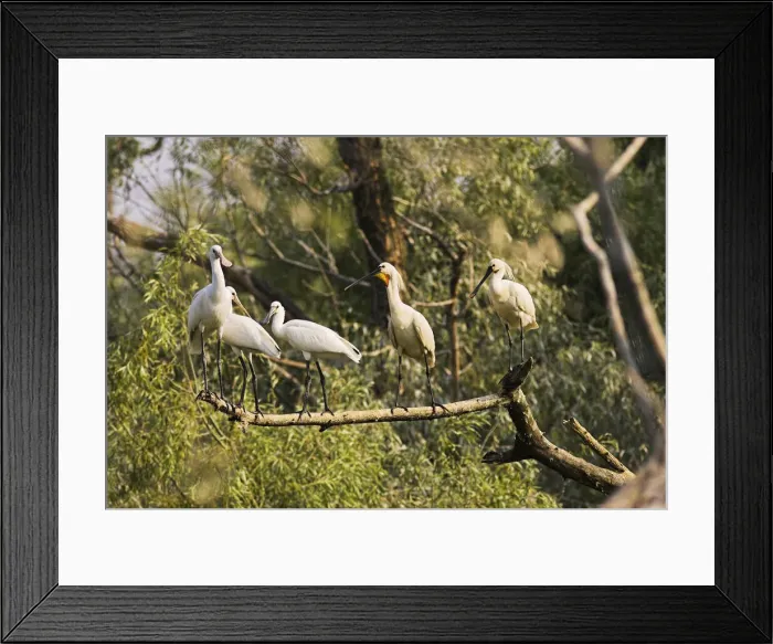 Framed Print : DDE-90034711 Framed Print : DDE-90034711