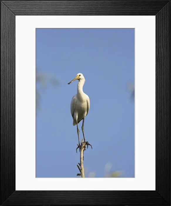 Framed Print : DDE-90034712 Framed Print : DDE-90034712