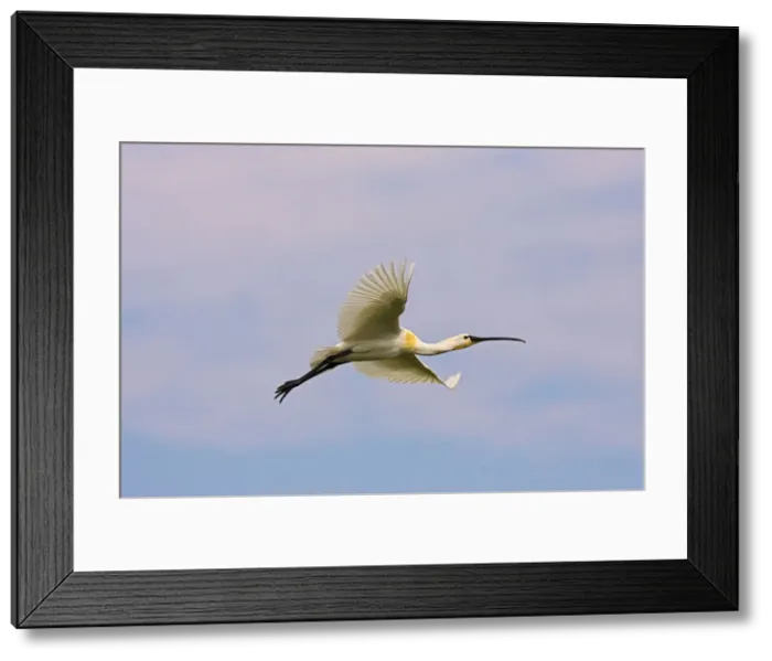 Framed Print : DDE-90034710 Framed Print : DDE-90034710