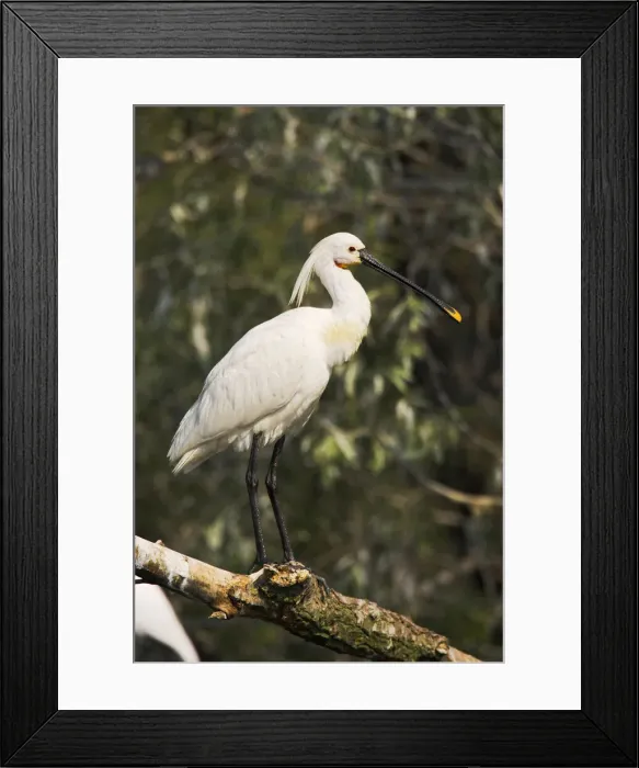 Framed Print : DDE-90034714