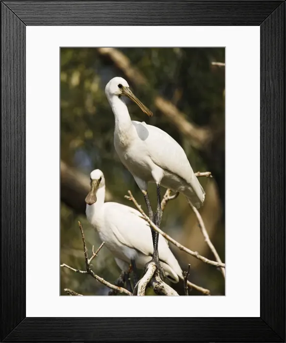 Framed Print : DDE-90034713 Framed Print : DDE-90034713