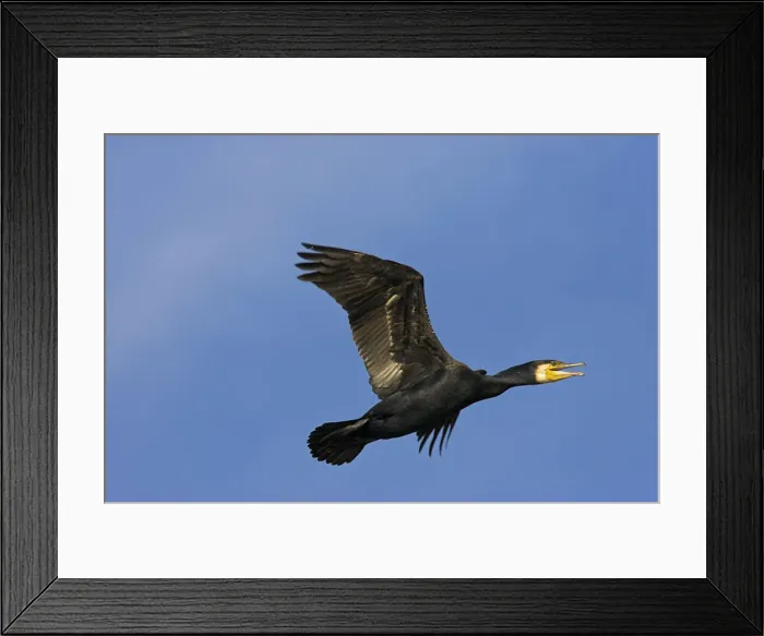 Framed Print : DDE-90034717 Framed Print : DDE-90034717