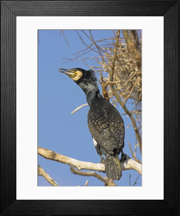 Framed Print : DDE-90034716 Framed Print : DDE-90034716