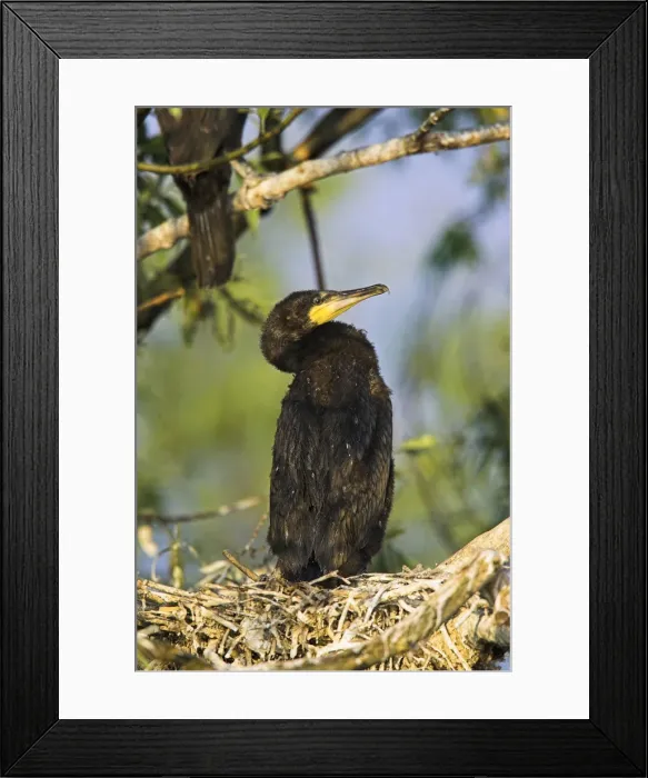Framed Print : DDE-90034720