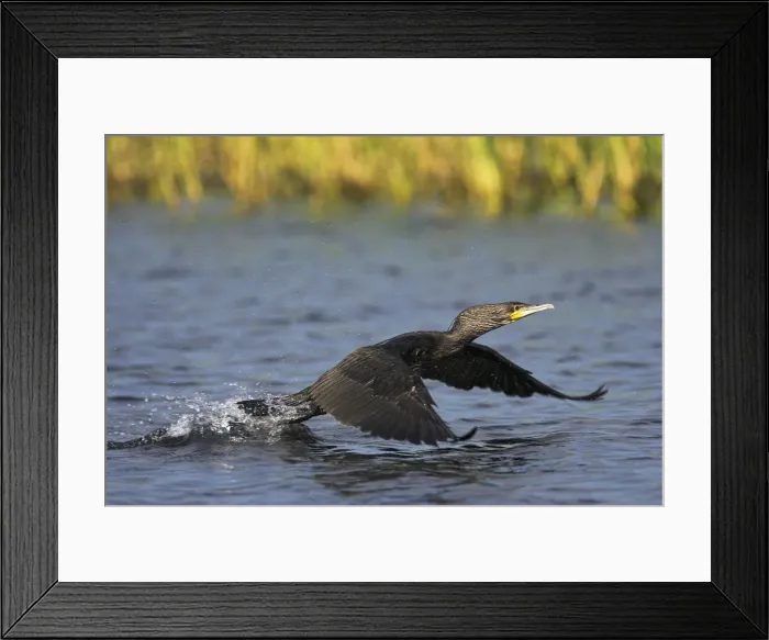 Framed Print : DDE-90034721 Framed Print : DDE-90034721