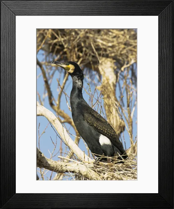 Framed Print : DDE-90034722