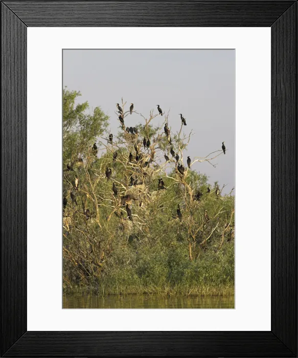 Framed Print : DDE-90034723