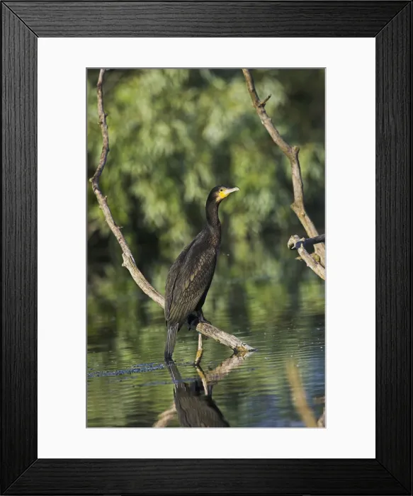 Framed Print : DDE-90034725 Framed Print : DDE-90034725