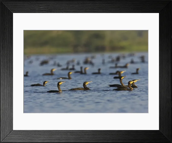 Framed Print : DDE-90034726 Framed Print : DDE-90034726