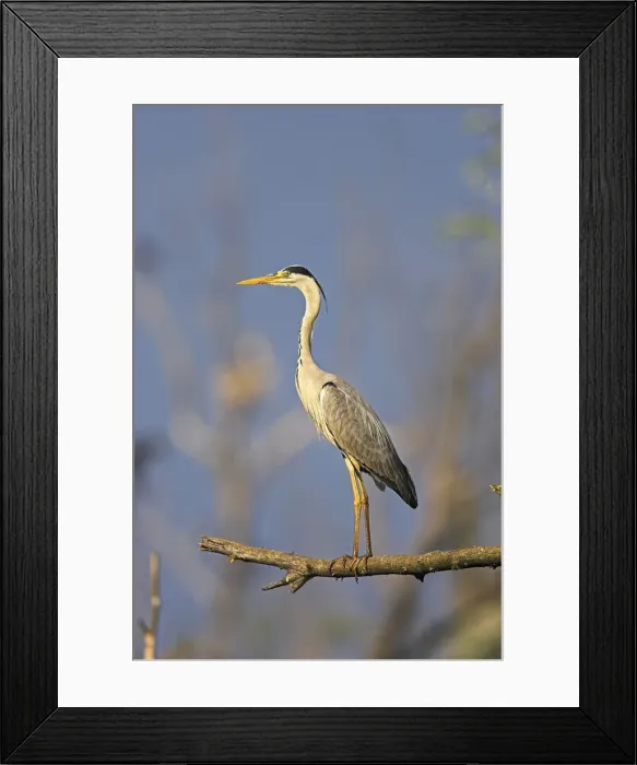 Framed Print : DDE-90034728 Framed Print : DDE-90034728