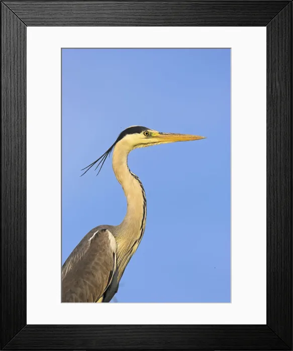 Framed Print : DDE-90034729 Framed Print : DDE-90034729