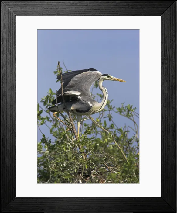 Framed Print : DDE-90034730 Framed Print : DDE-90034730