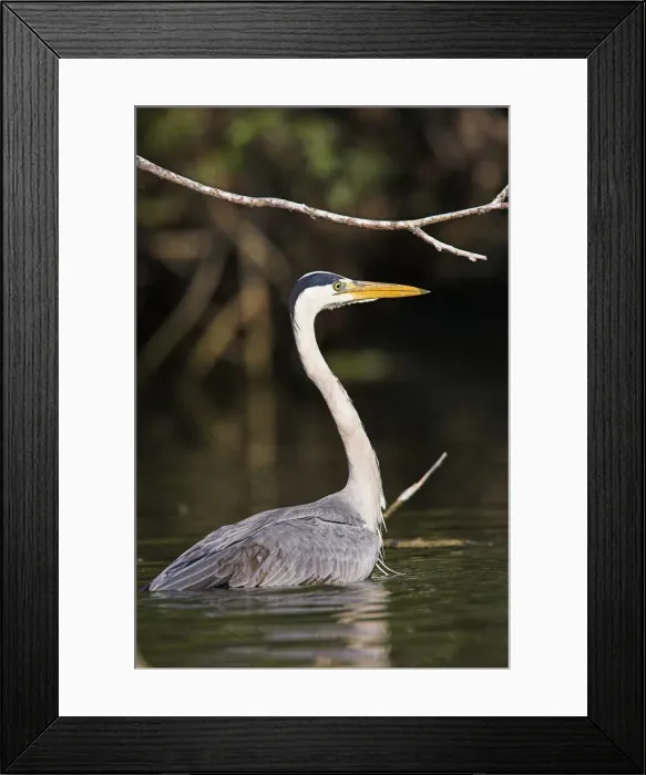 Framed Print : DDE-90034731