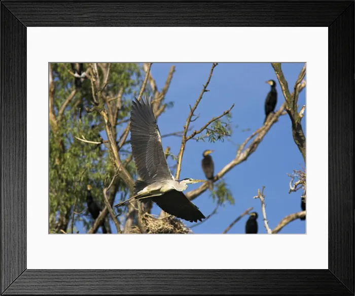 Framed Print : DDE-90034732 Framed Print : DDE-90034732