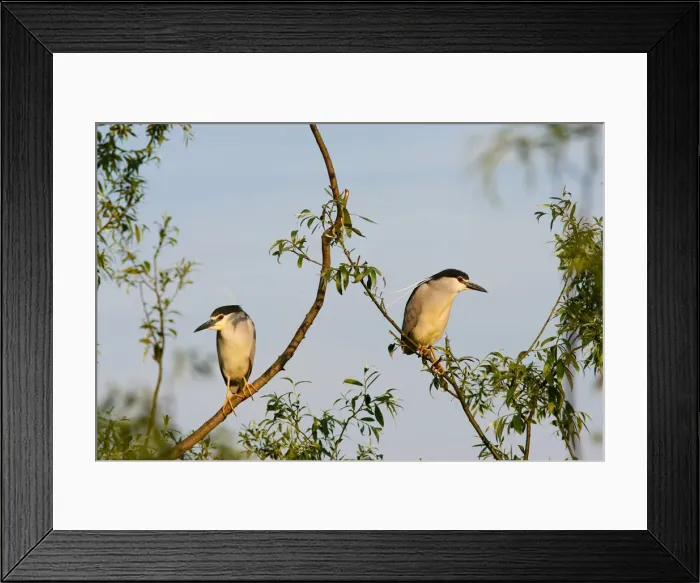 Framed Print : DDE-90034733