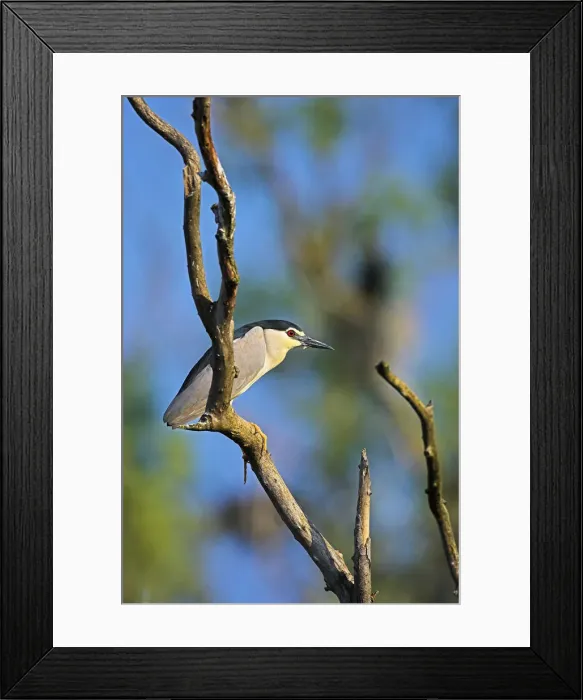 Framed Print : DDE-90034734 Framed Print : DDE-90034734