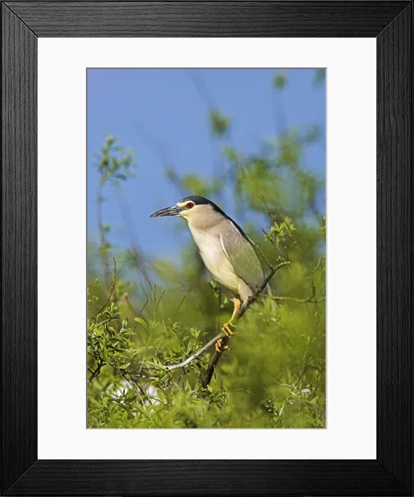 Framed Print : DDE-90034735