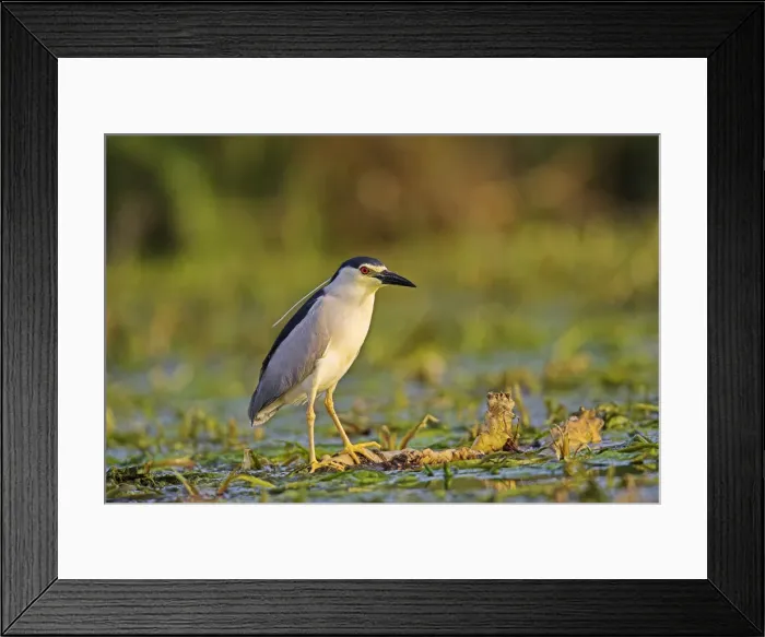 Framed Print : DDE-90034736 Framed Print : DDE-90034736