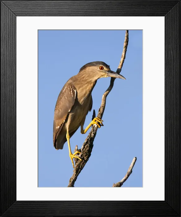 Framed Print : DDE-90034737