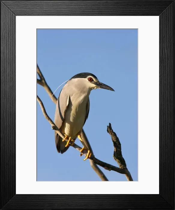 Framed Print : DDE-90034738 Framed Print : DDE-90034738