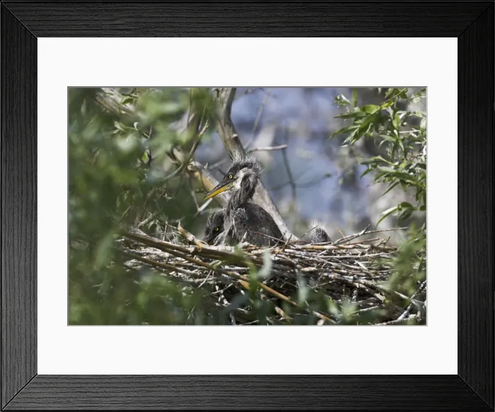 Framed Print : DDE-90034727 Framed Print : DDE-90034727