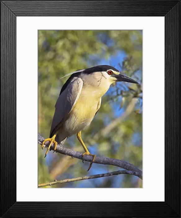 Framed Print : DDE-90034740 Framed Print : DDE-90034740