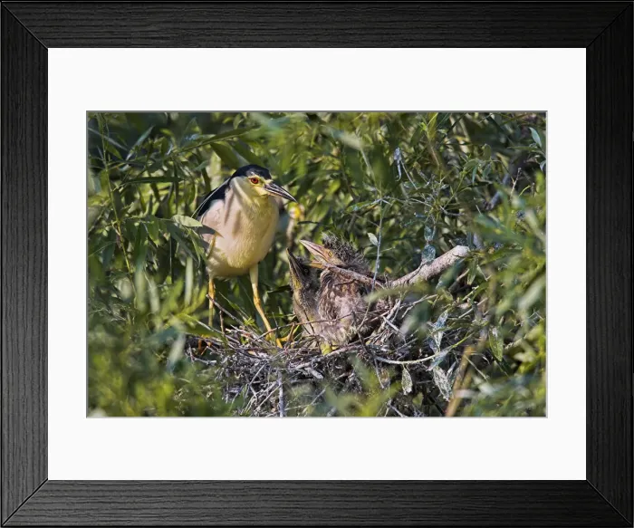 Framed Print : DDE-90034739 Framed Print : DDE-90034739