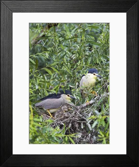 Framed Print : DDE-90034742 Framed Print : DDE-90034742