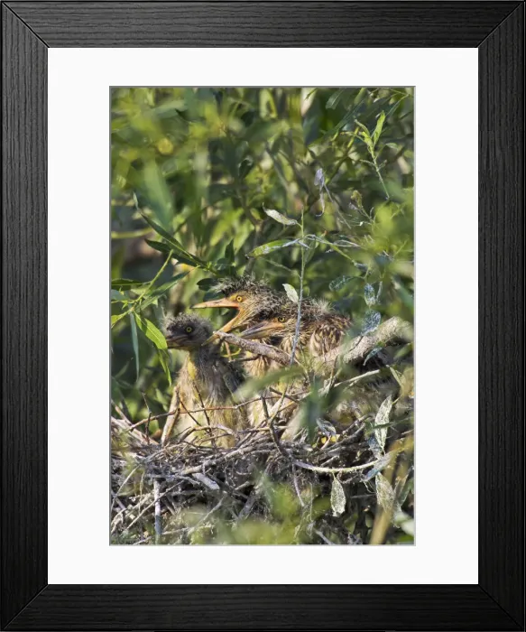 Framed Print : DDE-90034743 Framed Print : DDE-90034743
