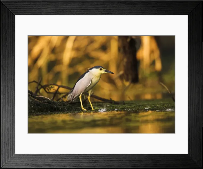 Framed Print : DDE-90034744 Framed Print : DDE-90034744