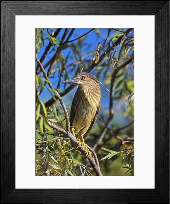 Framed Print : DDE-90034741 Framed Print : DDE-90034741