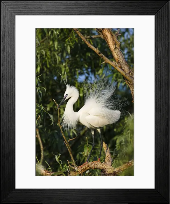 Framed Print : DDE-90034745 Framed Print : DDE-90034745