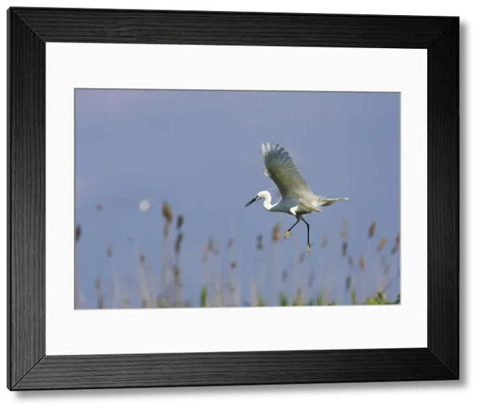 Framed Print : DDE-90034747 Framed Print : DDE-90034747