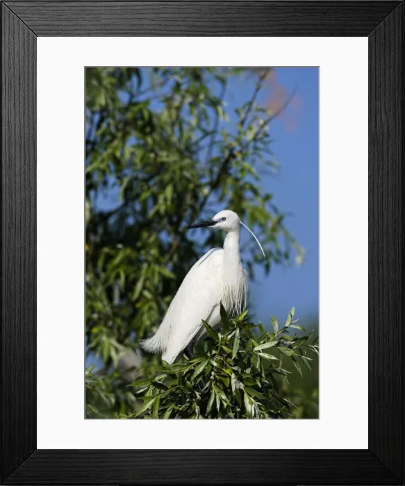 Framed Print : DDE-90034748 Framed Print : DDE-90034748