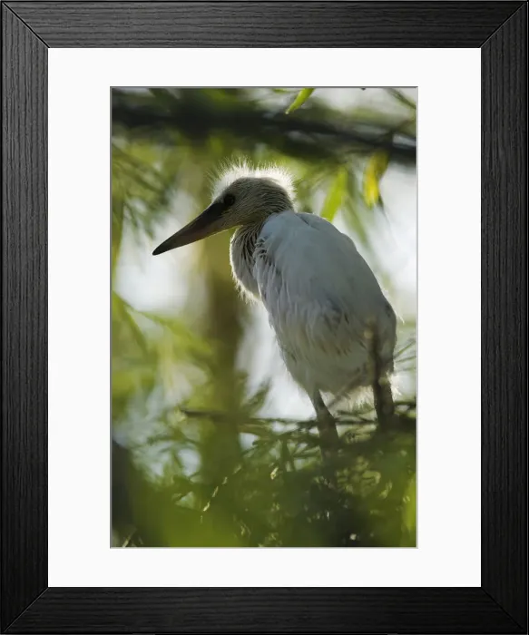 Framed Print : DDE-90034749 Framed Print : DDE-90034749