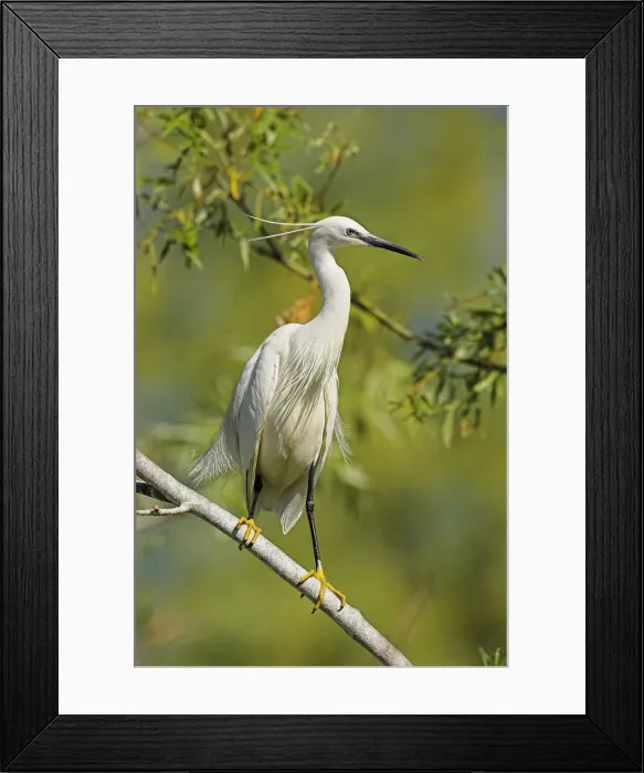 Framed Print : DDE-90034750 Framed Print : DDE-90034750