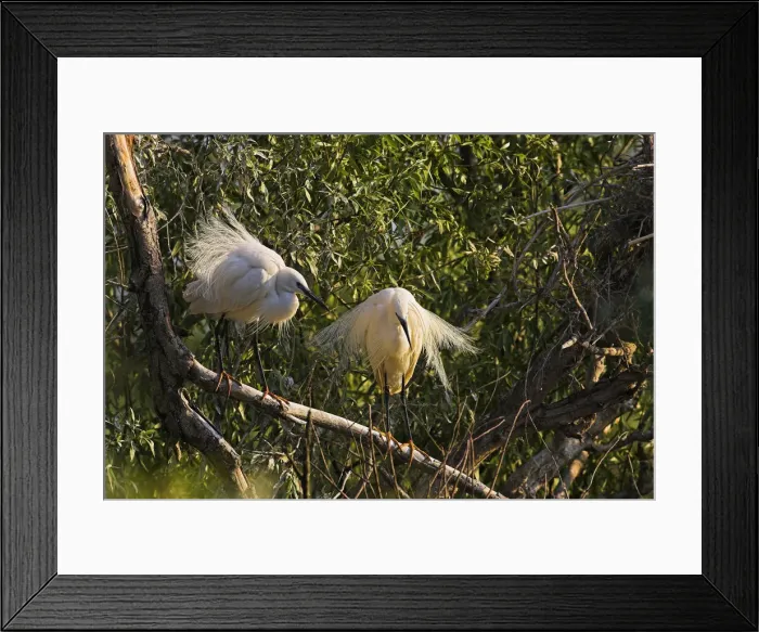 Framed Print : DDE-90034746 Framed Print : DDE-90034746