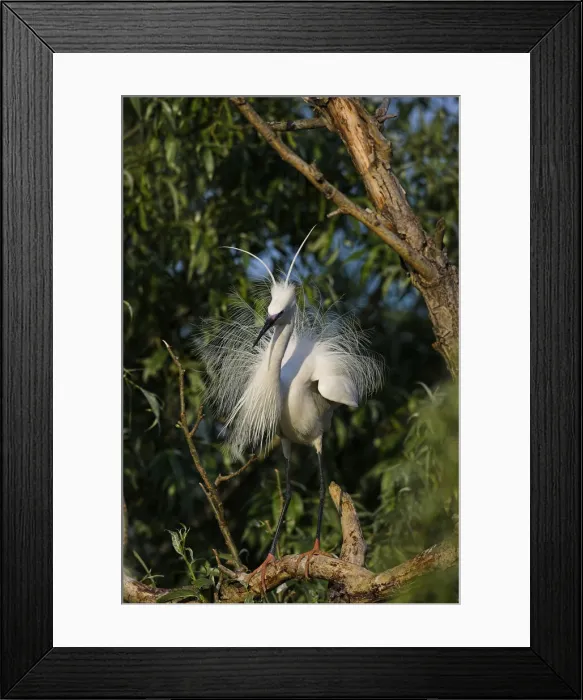 Framed Print : DDE-90034752 Framed Print : DDE-90034752