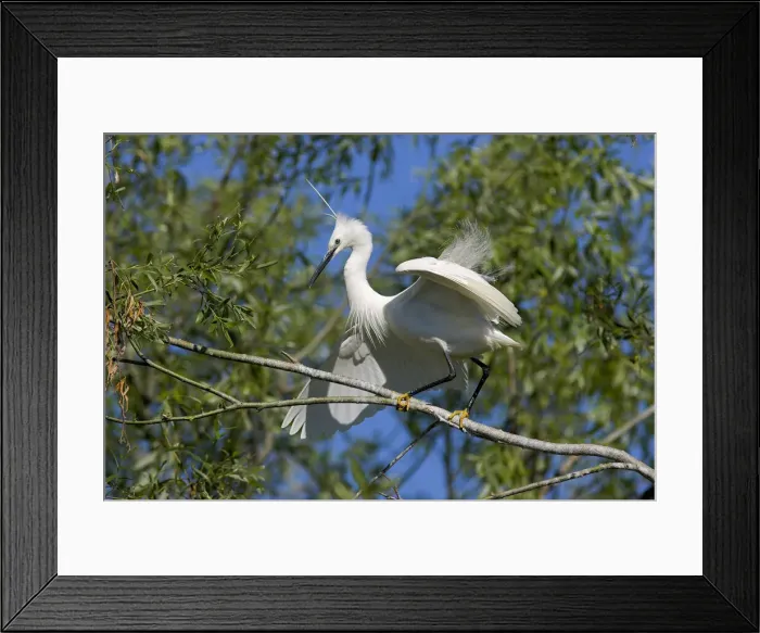 Framed Print : DDE-90034751 Framed Print : DDE-90034751