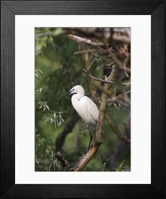 Framed Print : DDE-90034754 Framed Print : DDE-90034754